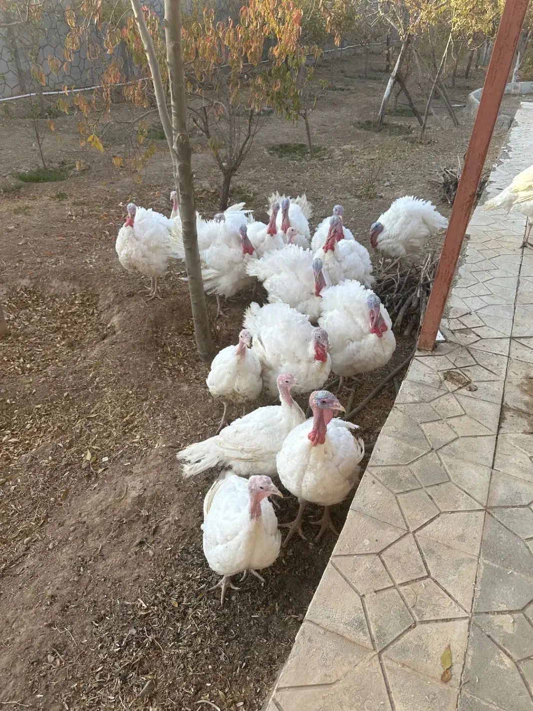 فروش بوقلمون|حیوانات مزرعه|مشهد, کلاکوب|دیوار