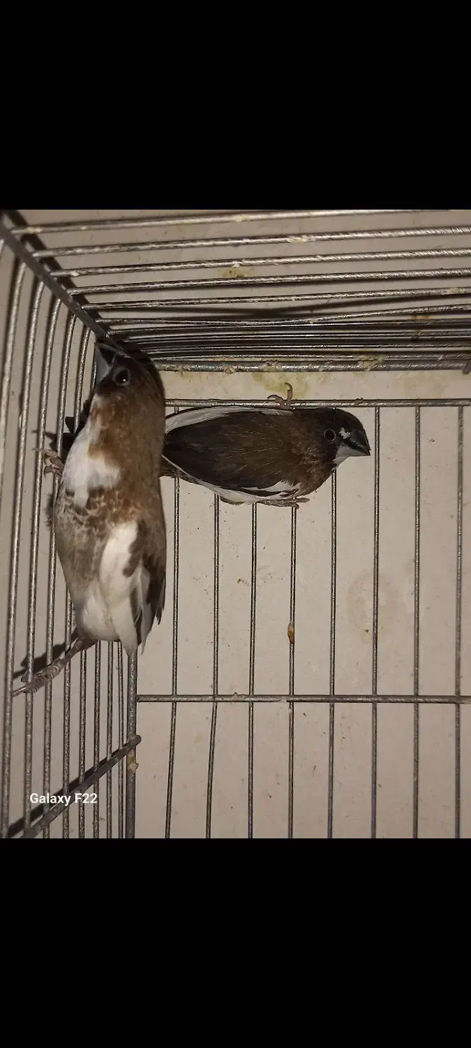 فنچ بنگالی جفت|پرنده|هشتگرد, تهران دشت|دیوار