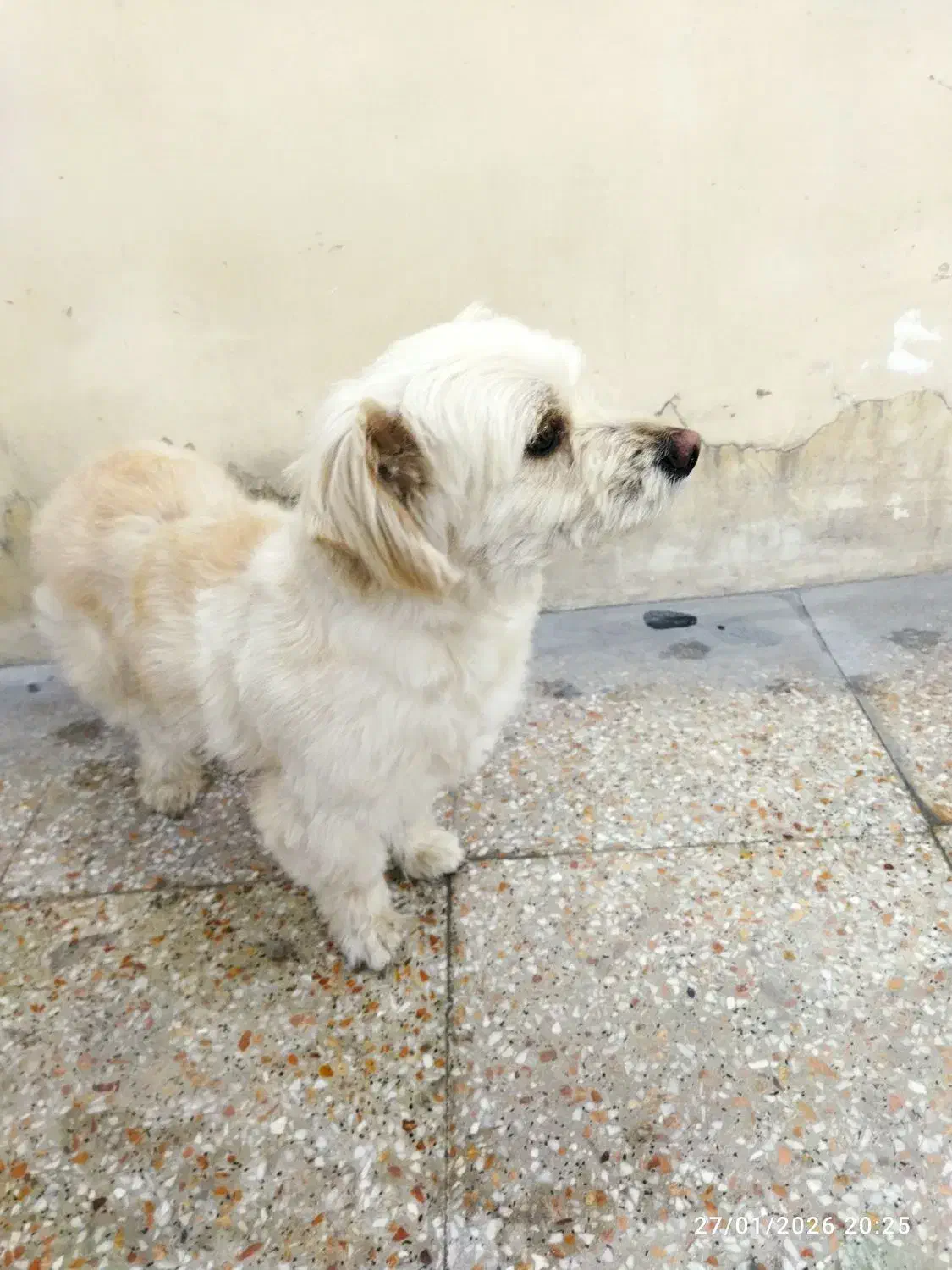 سگ خانگی|سگ|قم, سالاریه|دیوار