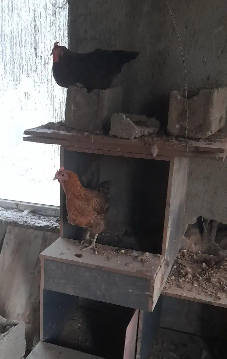 مرغ رسمی تخمگذار|حیوانات مزرعه|مشکین‌دشت, |دیوار