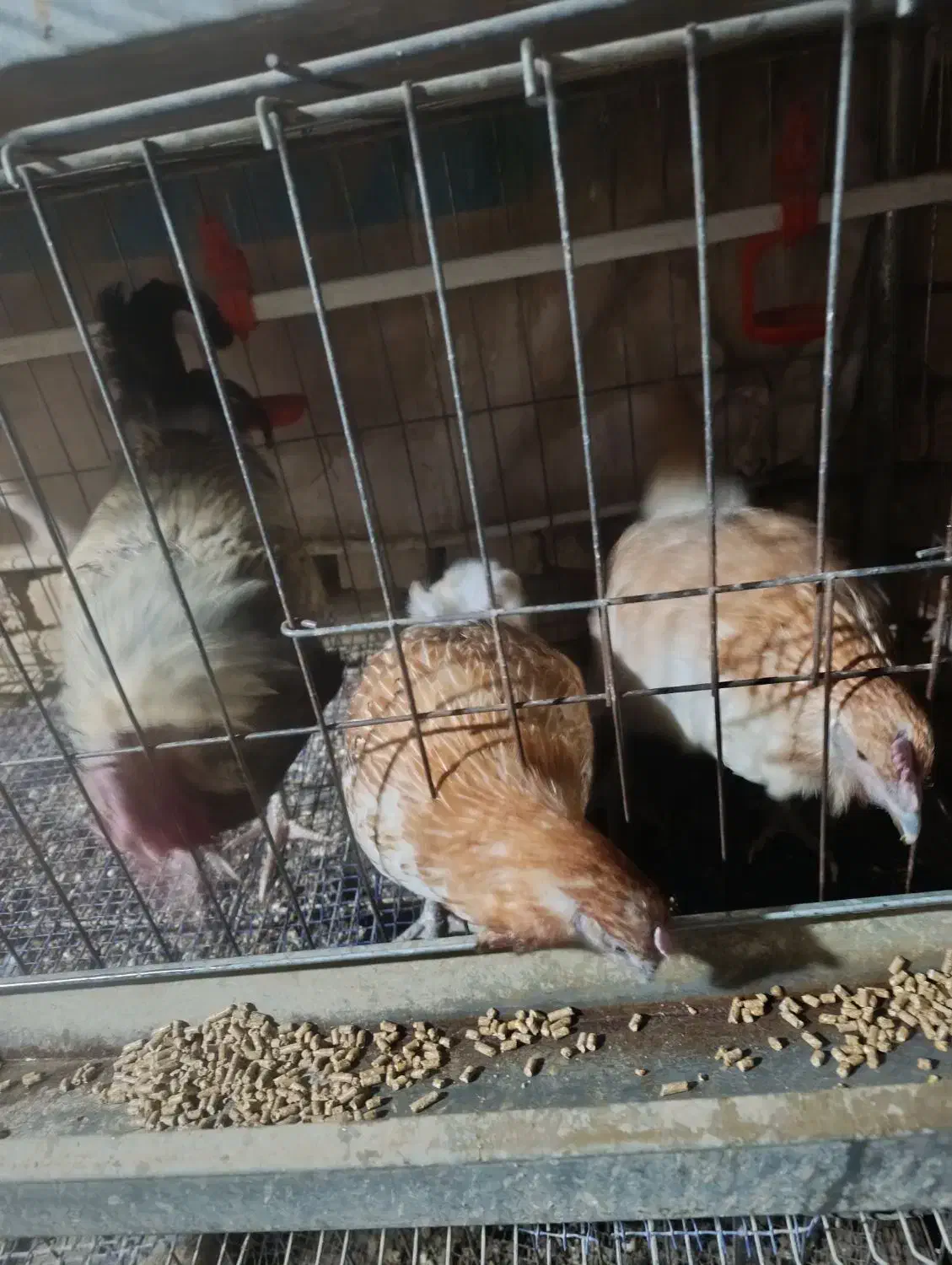 لاکندزی|حیوانات مزرعه|اصفهان, ارداجی|دیوار