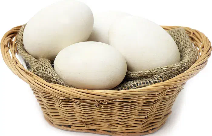 تخم غاز و اردک|حیوانات مزرعه|بهبهان, |دیوار