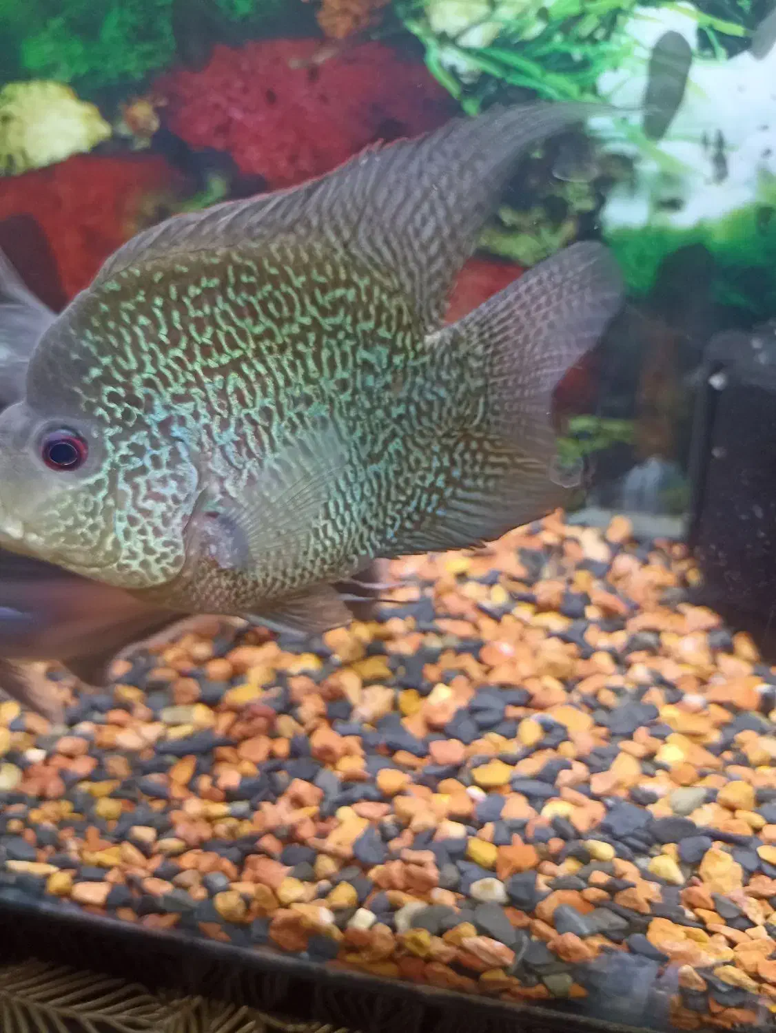 ماهی فلاور  معاوضه اکواریوم|ماهی|تهران, باغ خزانه|دیوار