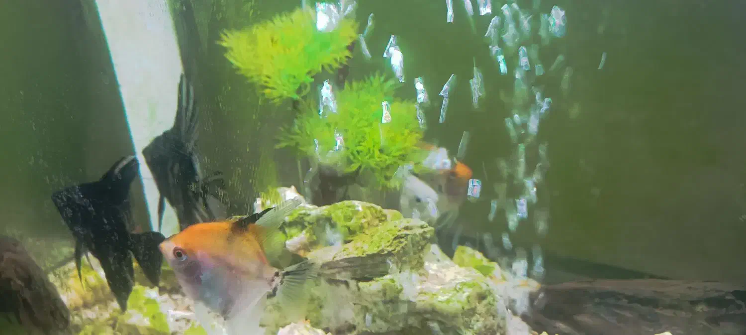 ماهی انجل|ماهی|بجنورد, |دیوار