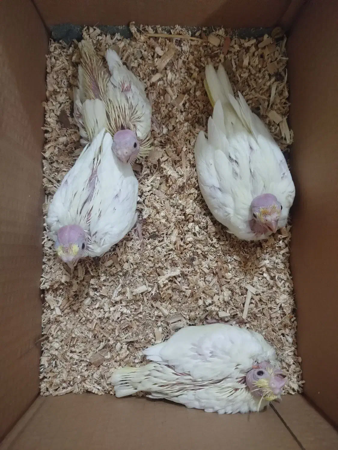 جوجه عروس هلندی...|پرنده|ایرانشهر, |دیوار