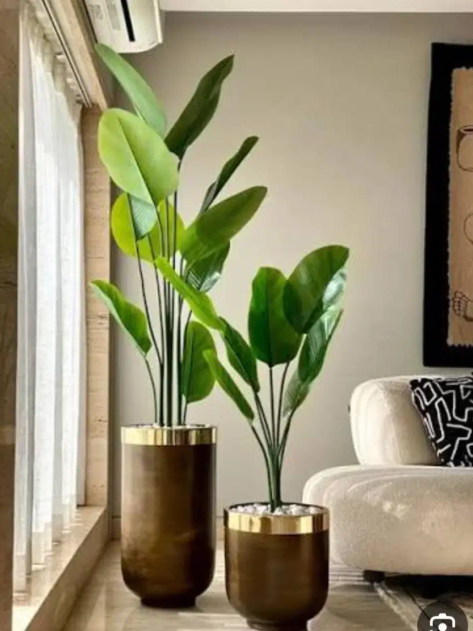 گلدان|گل و گیاه طبیعی|شیراز, جرسقان|دیوار