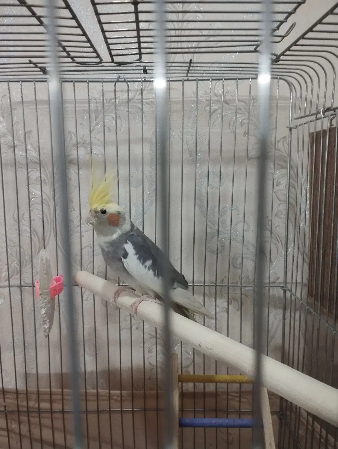 عروس هلندی|پرنده|پاکدشت, پاکدشت (مامازند)|دیوار