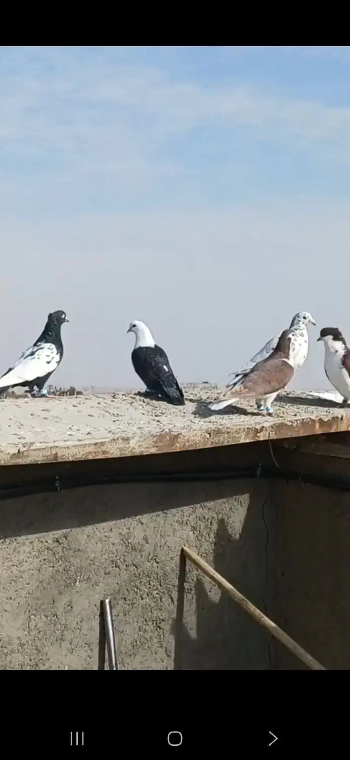 کفتر هوایی ضدوخوردی|پرنده|بردسکن, |دیوار