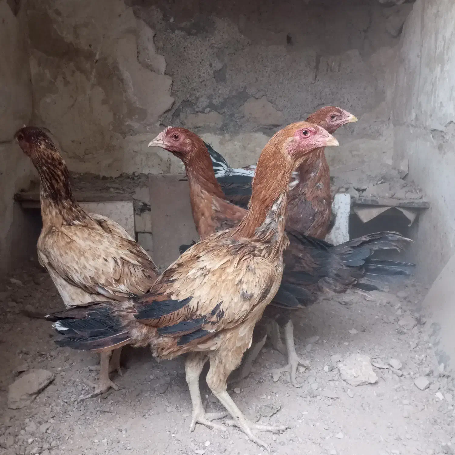 فروش و معاوضه مرغ و خروس لاری با کفتر|پرنده|تربت‌حیدریه, کلاته توکلی|دیوار