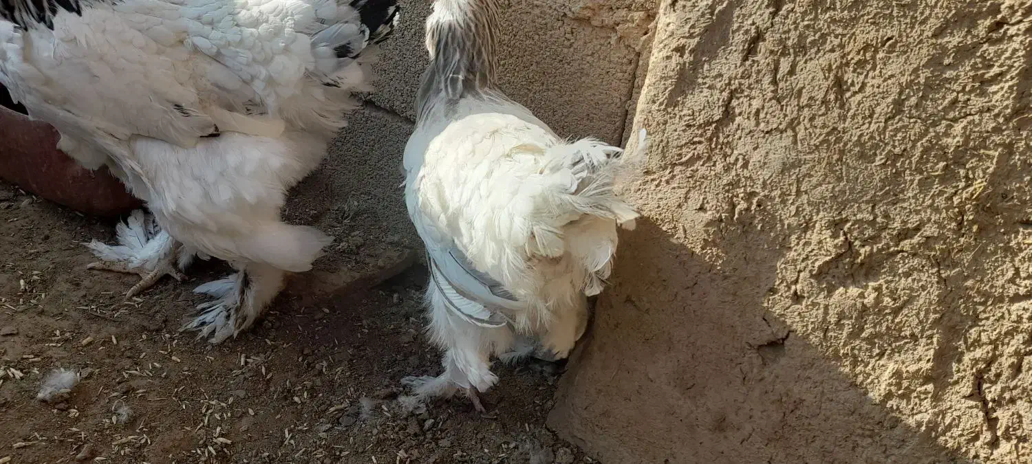 مرغ برهما|حیوانات مزرعه|تربت جام, جامرود|دیوار