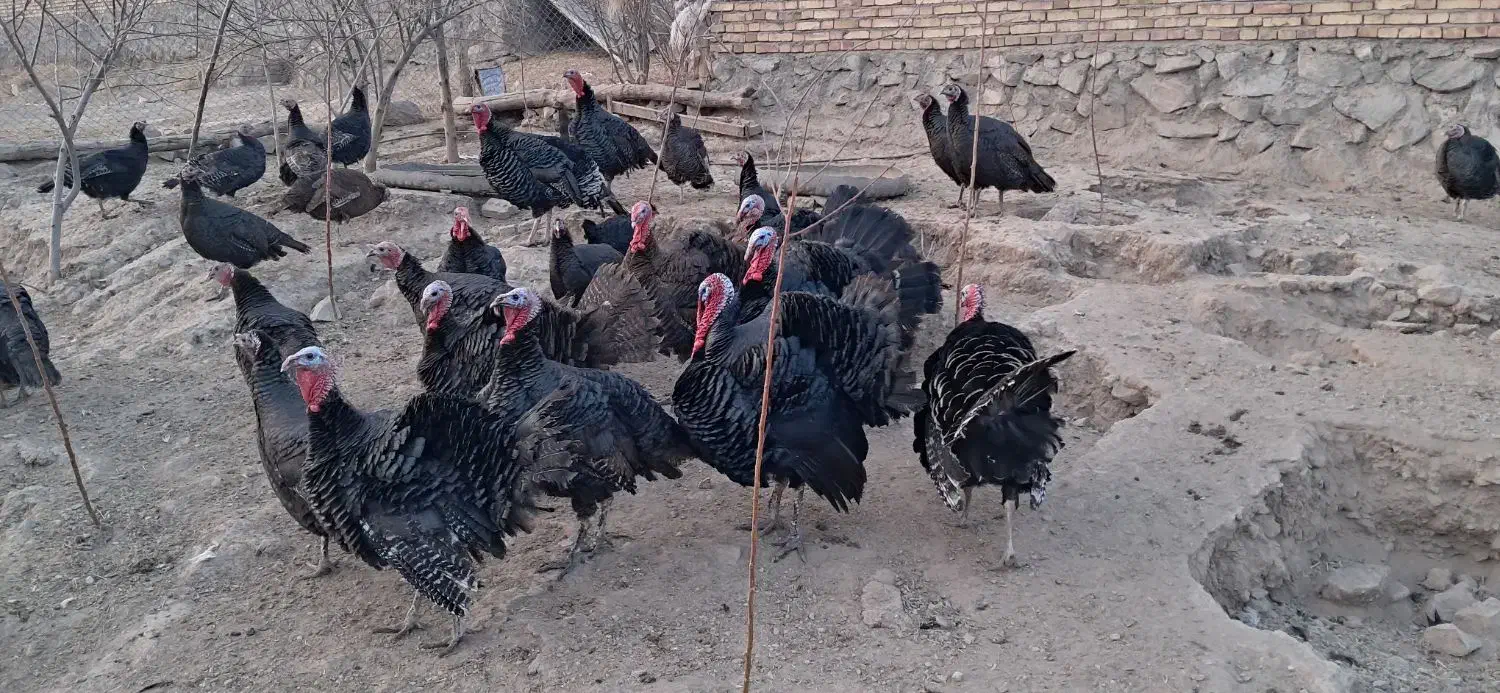 فروش بوقلمون محلی|حیوانات مزرعه|یامچی, |دیوار