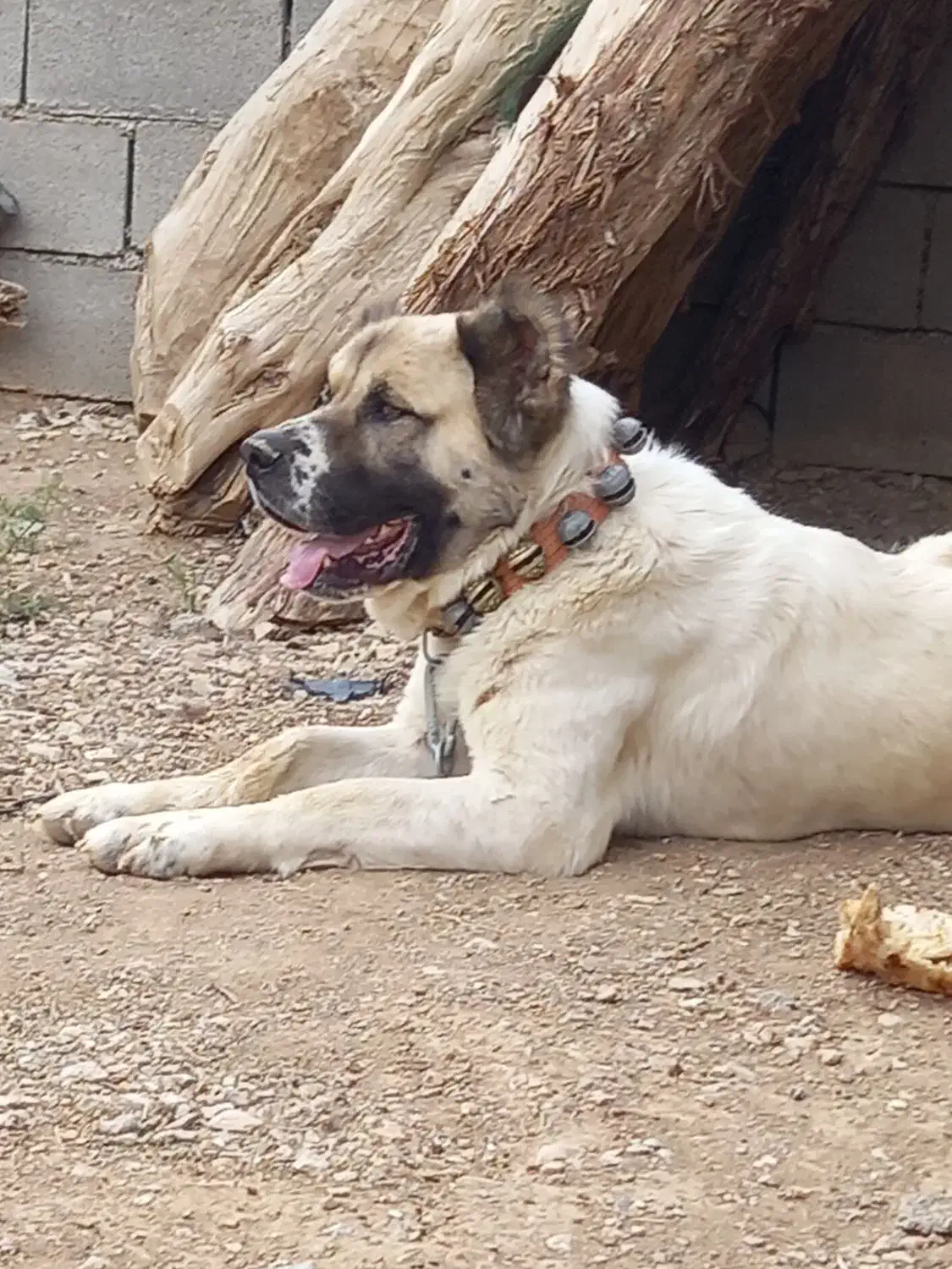 سگ گم شده|حیوانات|سنخواست, |دیوار