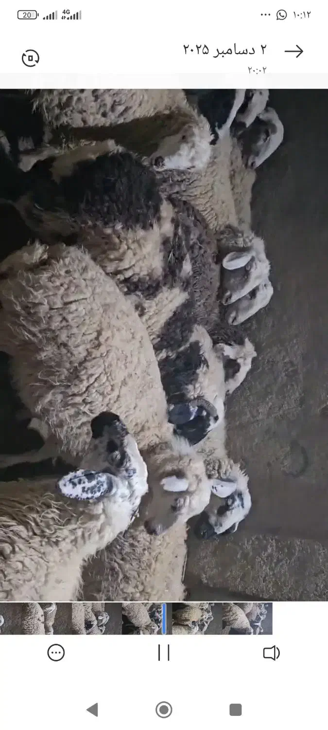 میش و شیشک میش عراقی|حیوانات مزرعه|سرچهان, |دیوار