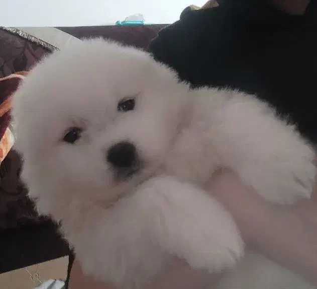 ساموئید وارداتی|سگ|باسمنج, |دیوار