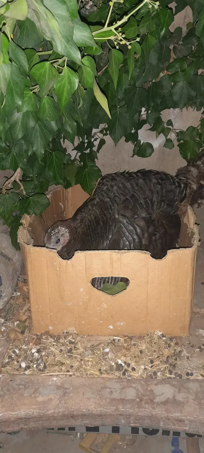 بوقلمون کرچ|حیوانات مزرعه|مشگین شهر, |دیوار