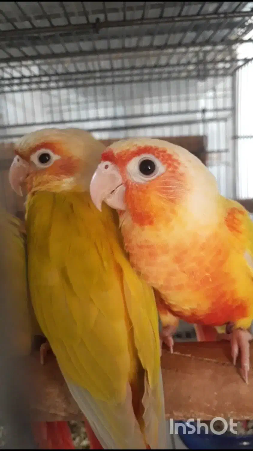 گیرینچیک ردچیک سرخ|پرنده|رودسر, |دیوار