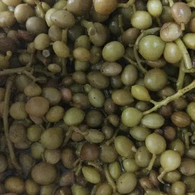 ترشی|حراج|فیروزآباد (فارس), |دیوار