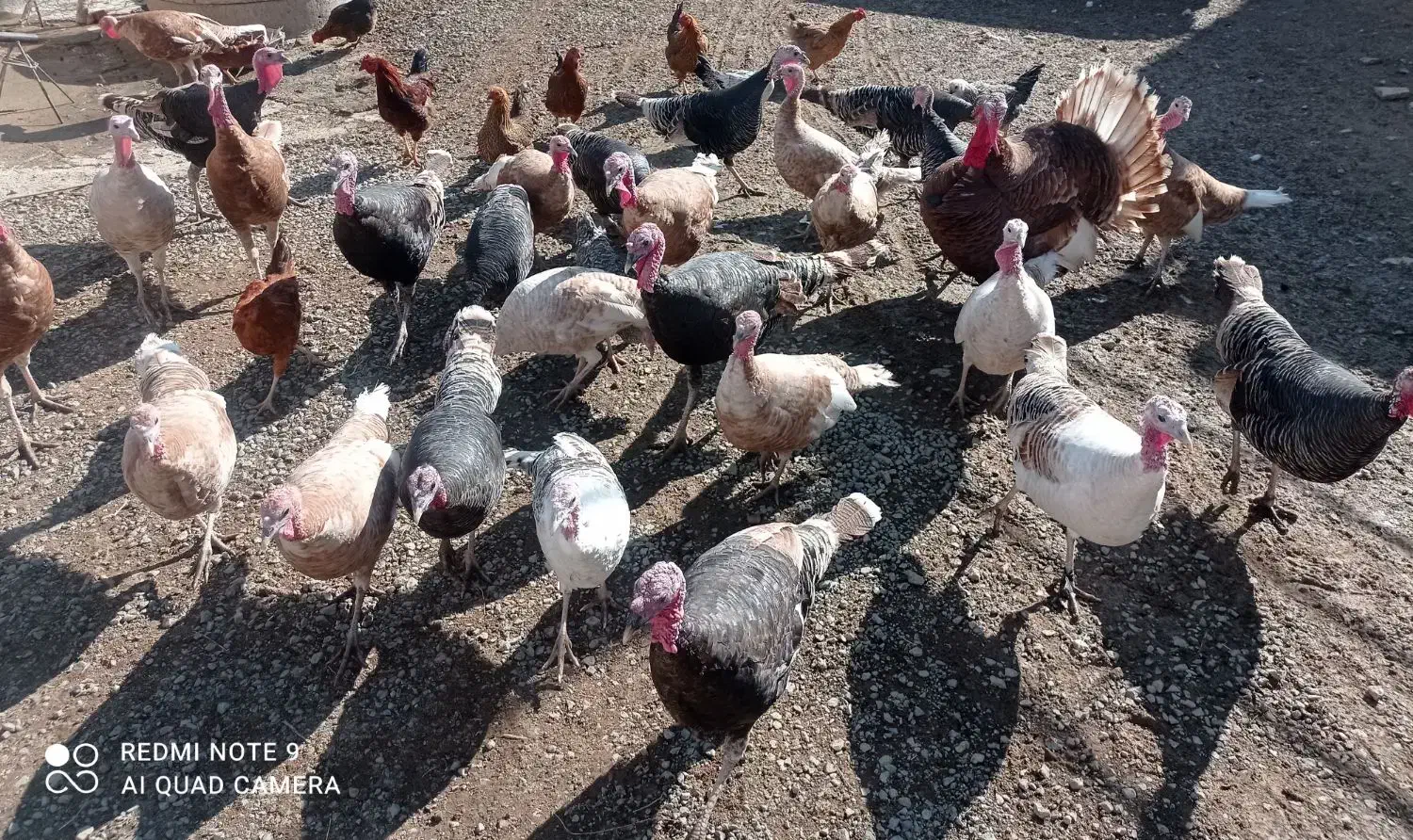 بوقلمون محلی|حیوانات مزرعه|بیلوار, |دیوار