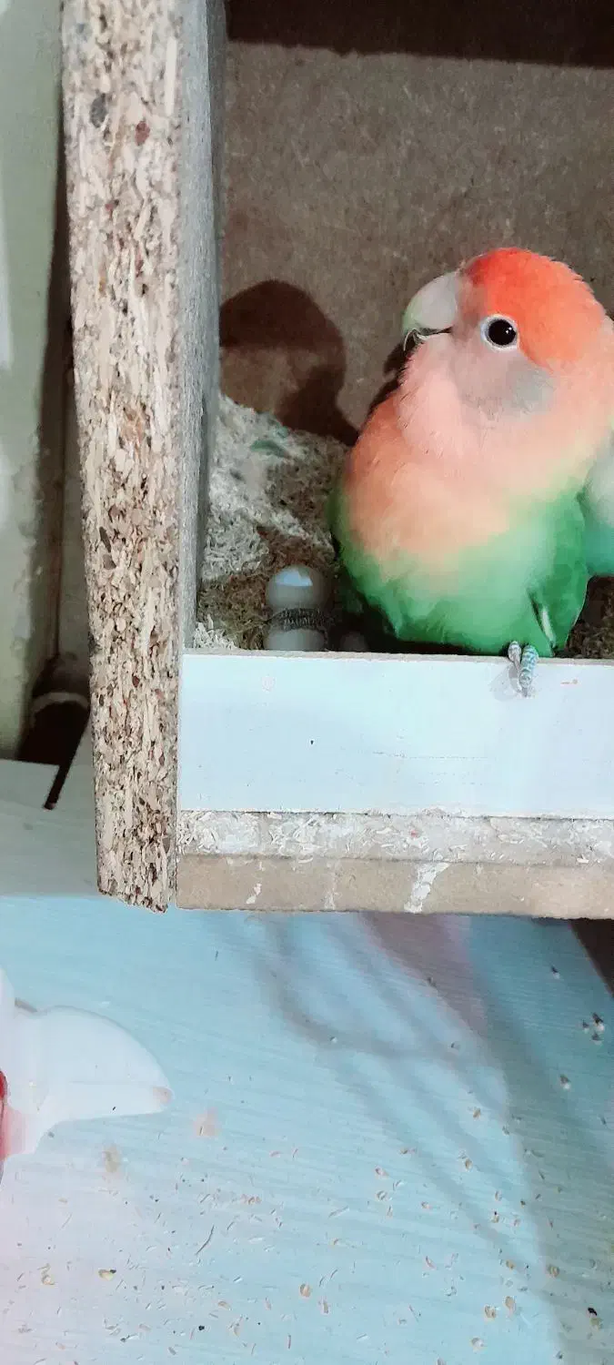 برزیلی مولد اوپال|پرنده|دزفول, |دیوار