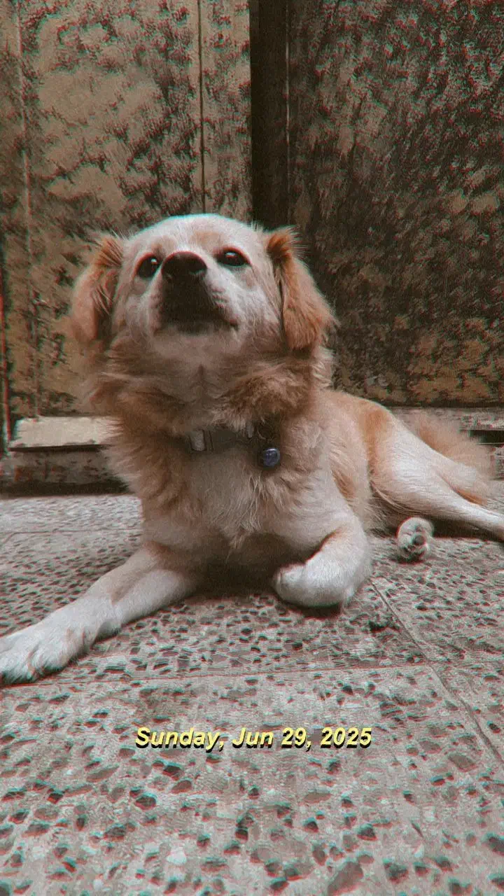 اشپیتز پامر|سگ|رامسر, |دیوار