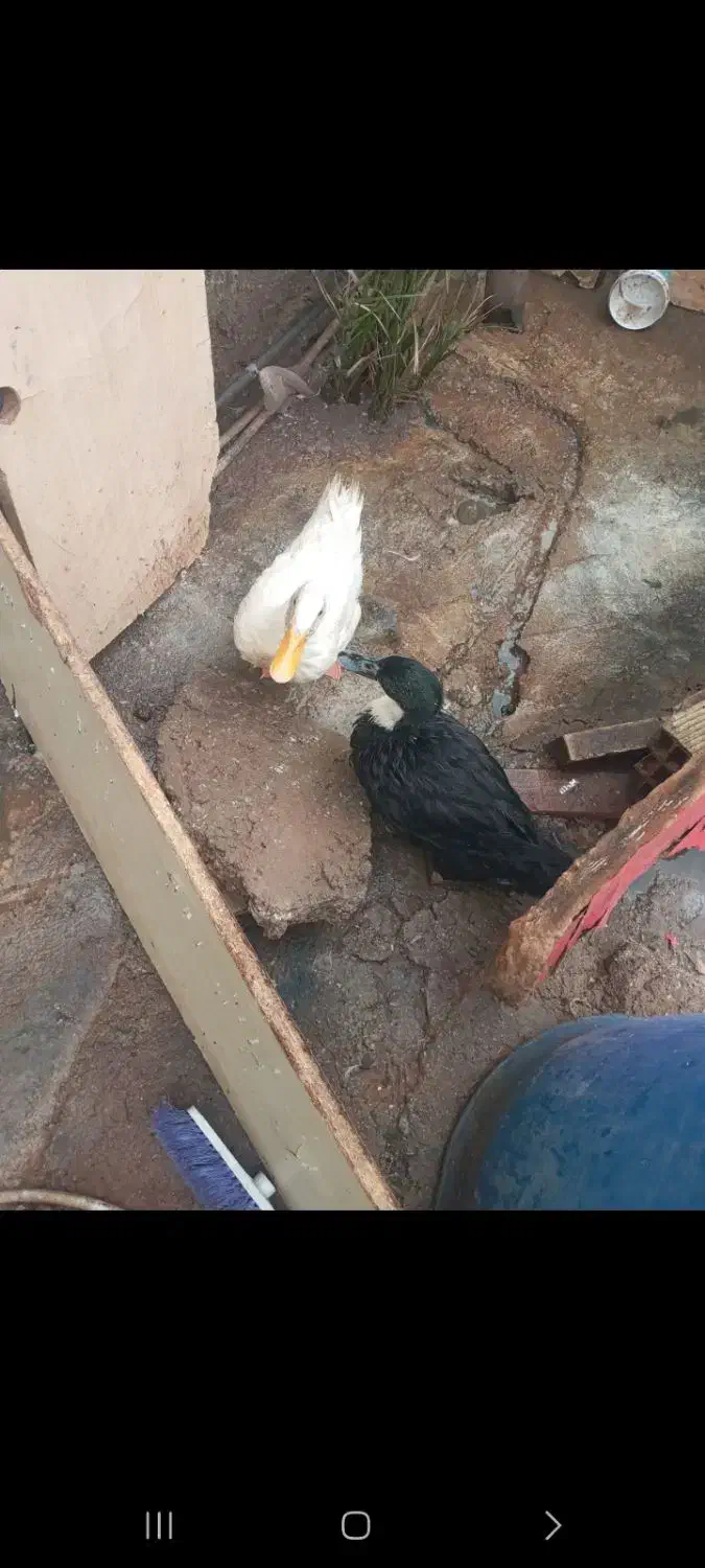 اردک|حیوانات مزرعه|مسجد سلیمان, |دیوار