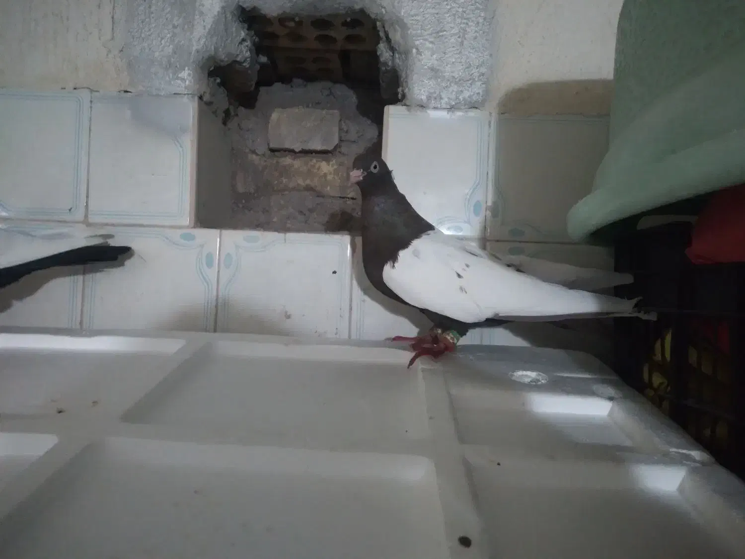 نرو ماده سینه سیاه و قهوه ای درجه یک|پرنده|اندیمشک, |دیوار