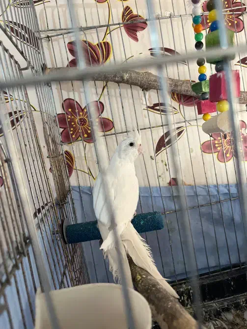 عروس هلندی|پرنده|محمدشهر, شهرک پیام (مهرالبرز)|دیوار