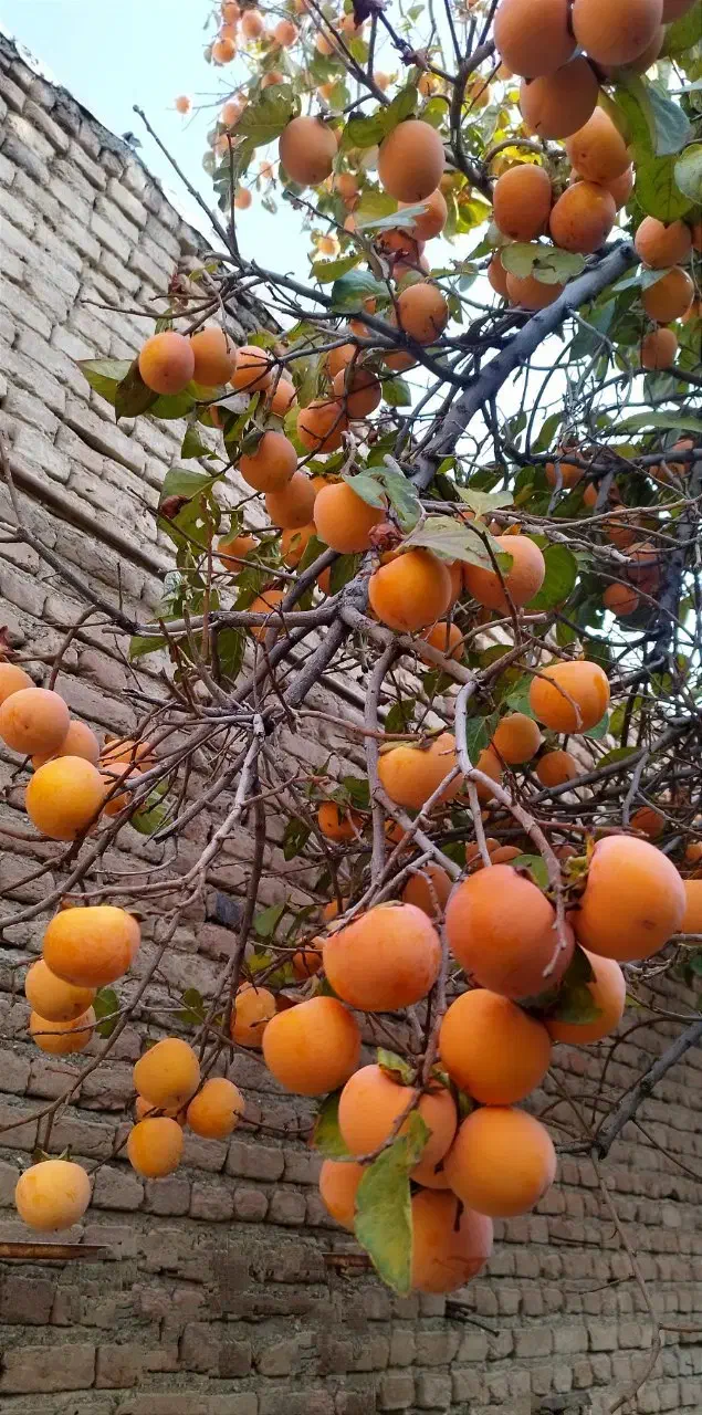 خرمالو سیبی کشاورزی|عمده‌فروشی|عجب شیر, |دیوار