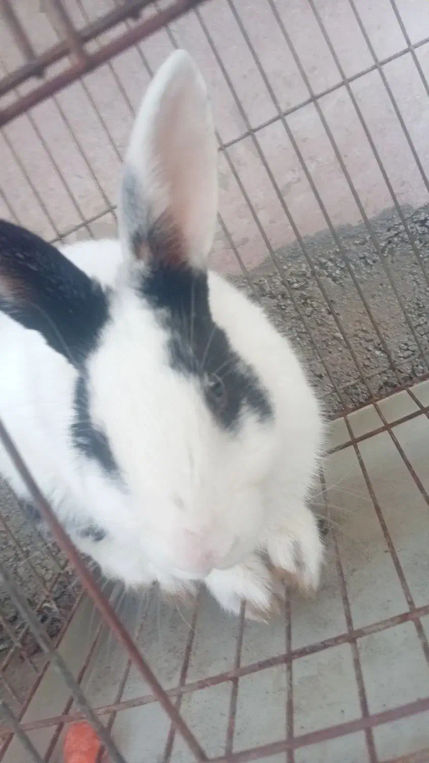 خرگوش|موش و خرگوش|معمولان, |دیوار