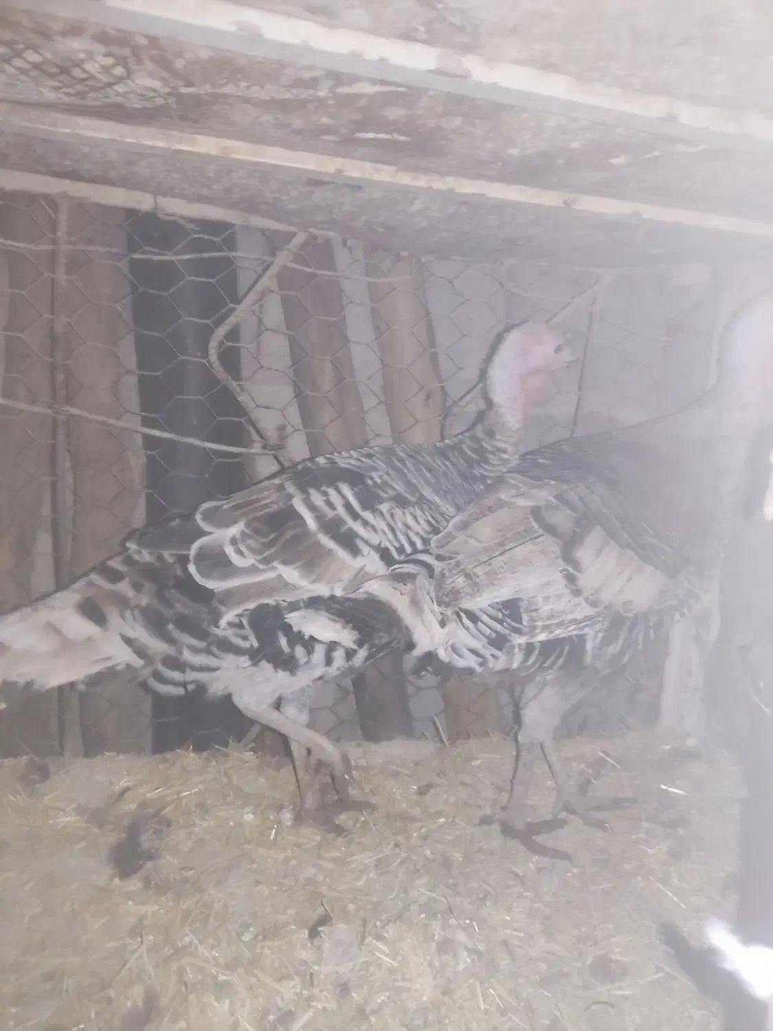 بوقلمون|حیوانات مزرعه|آبدانان, |دیوار