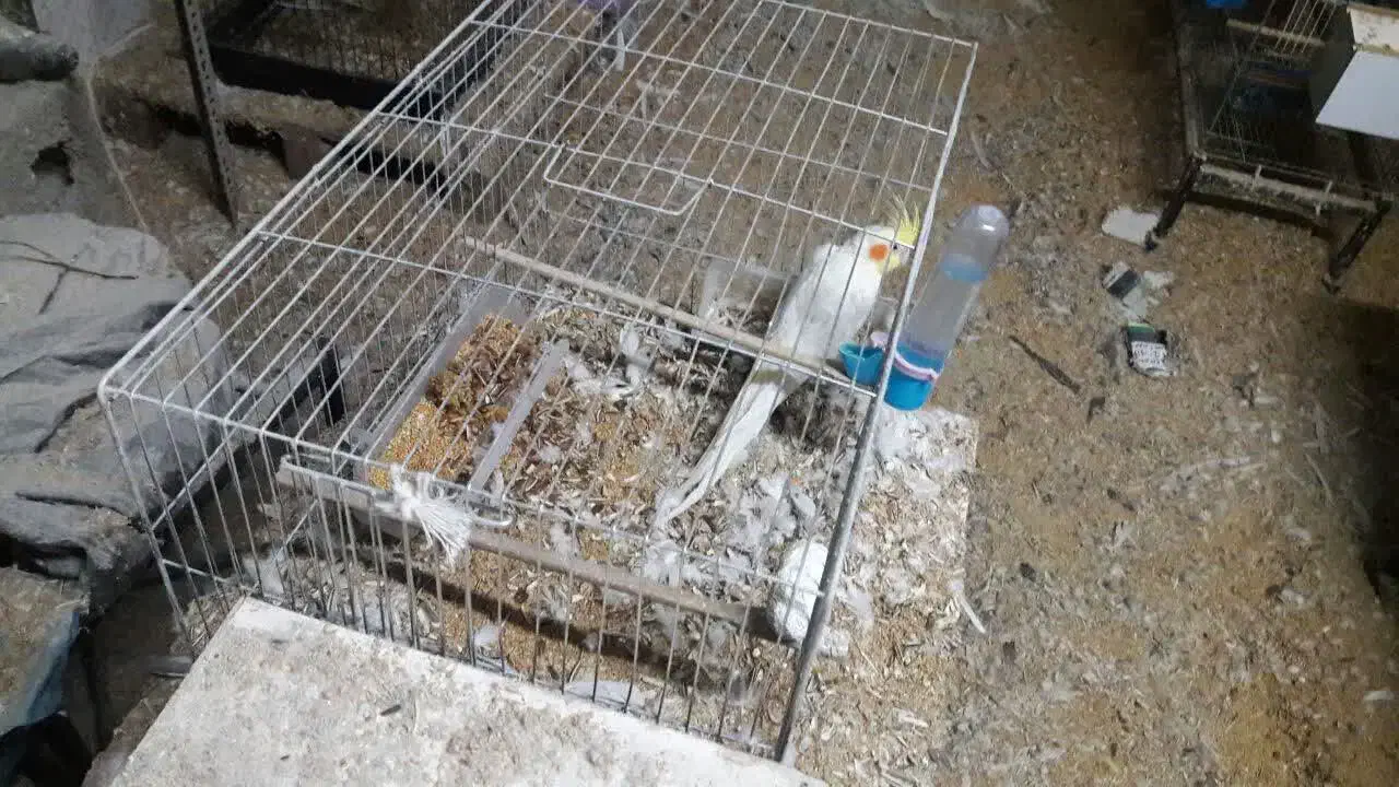 فروش طوطی و لوازم جانبی|پرنده|چهارباغ, |دیوار