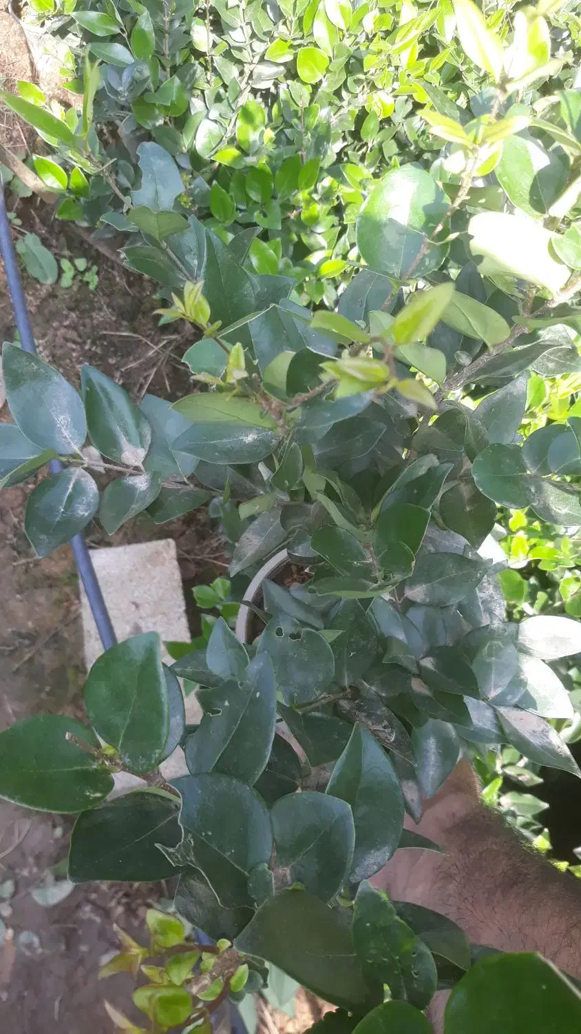 یاس هلندی گل زینتی|گل و گیاه طبیعی|اطاقور, |دیوار