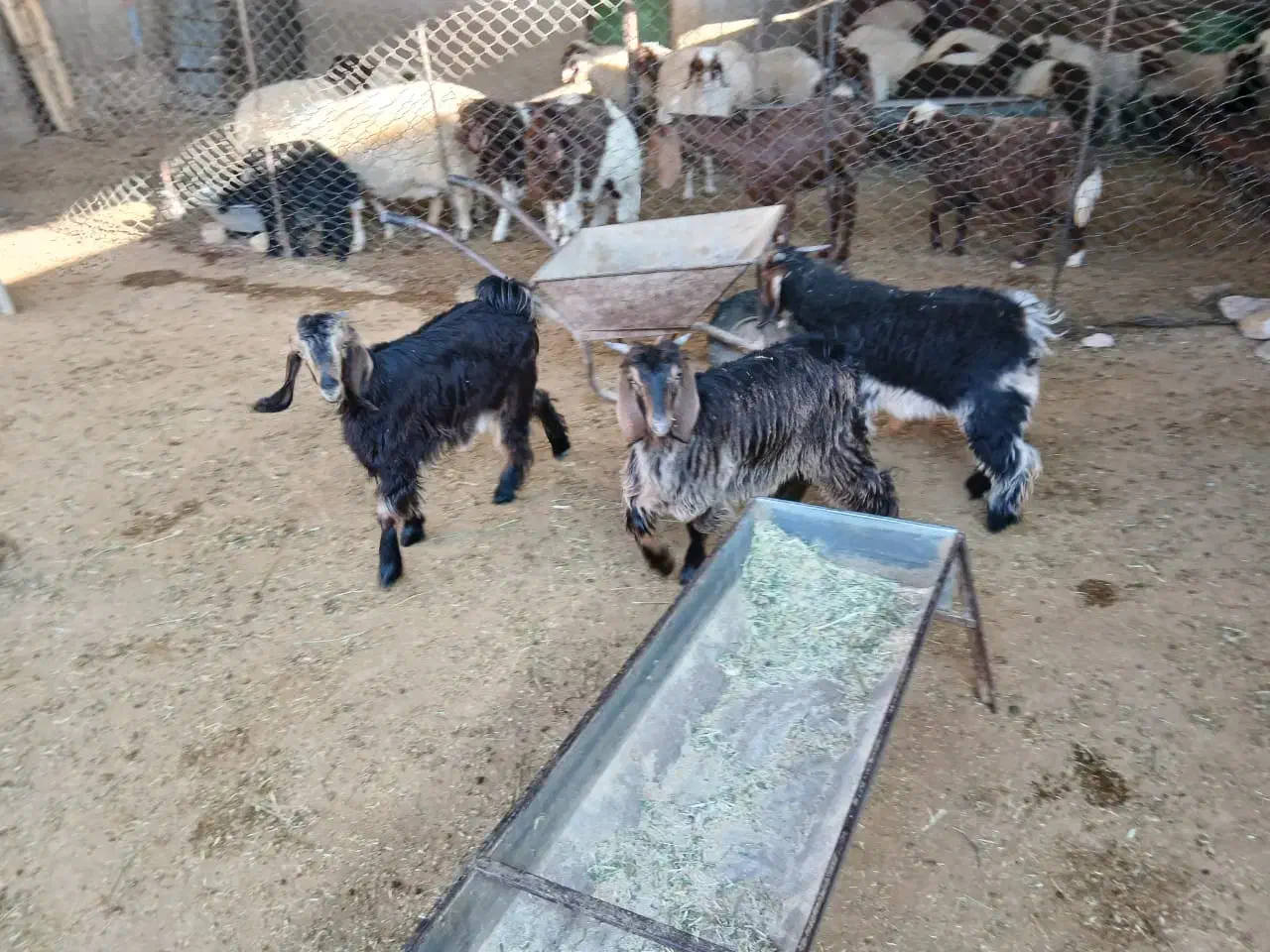 بزغاله‌چاق|حیوانات مزرعه|مهران (ایلام), |دیوار