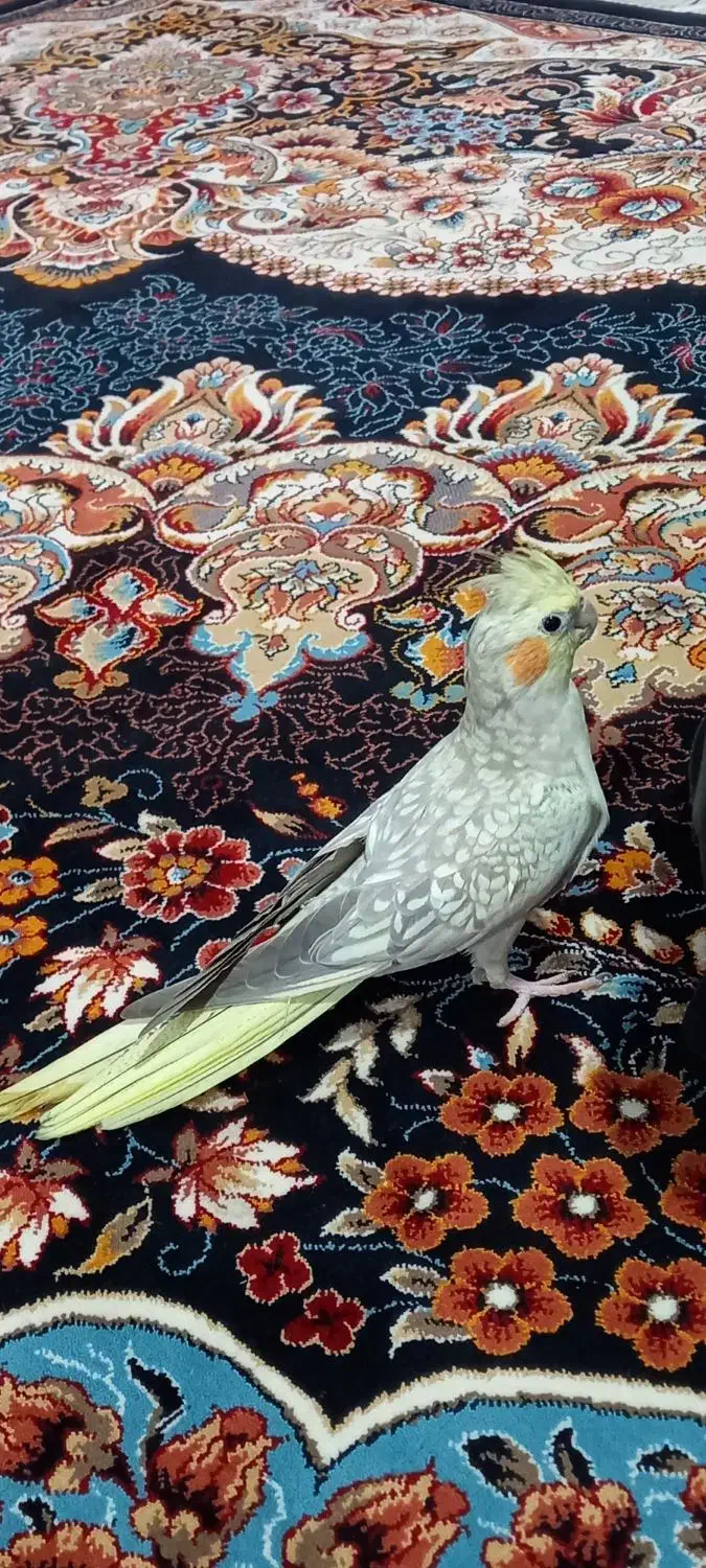 فروشِ عروس هلندی نر|پرنده|تنکابن, |دیوار