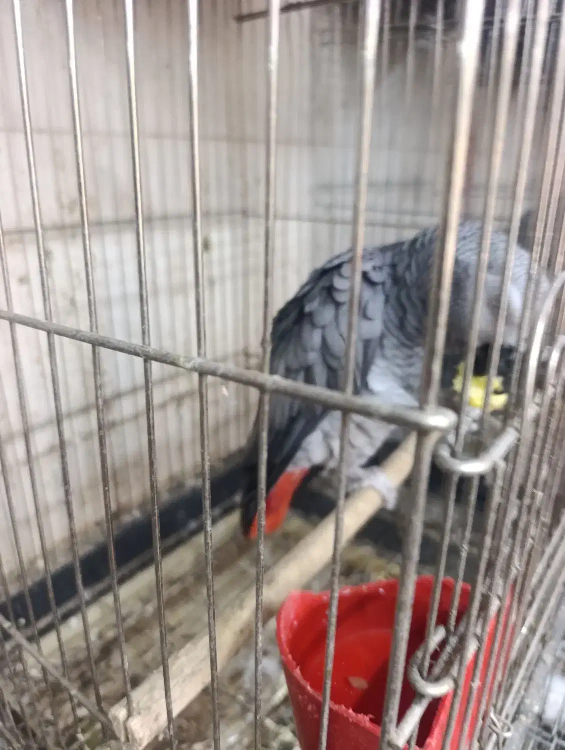 بزرگترین مجموعه کاسکو راهب گرینچیک طوطی در اصفهان|پرنده|اصفهان, عطار نیشابوری|دیوار