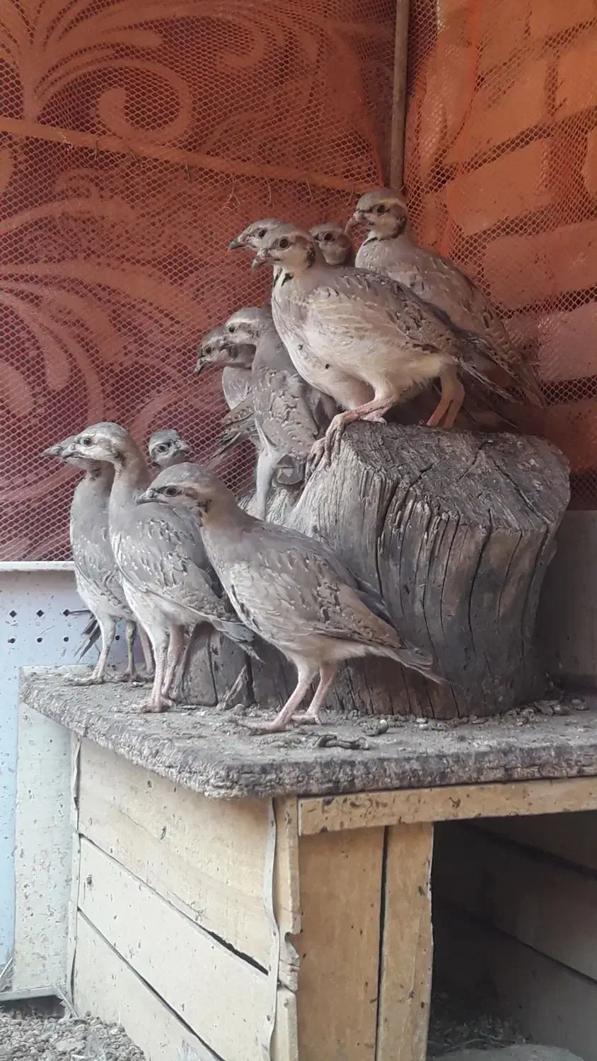 بلدرچین|حیوانات مزرعه|وردشت, |دیوار