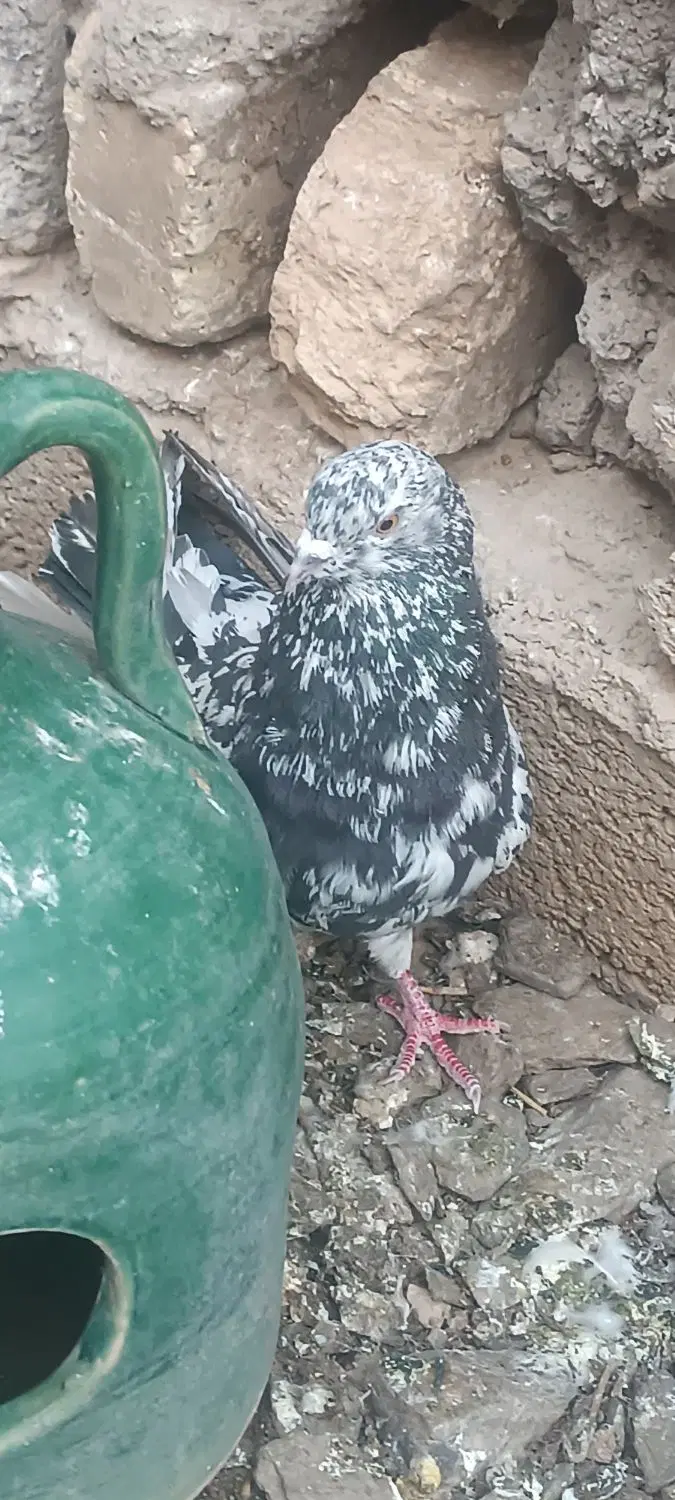 سرور|پرنده|داران, |دیوار