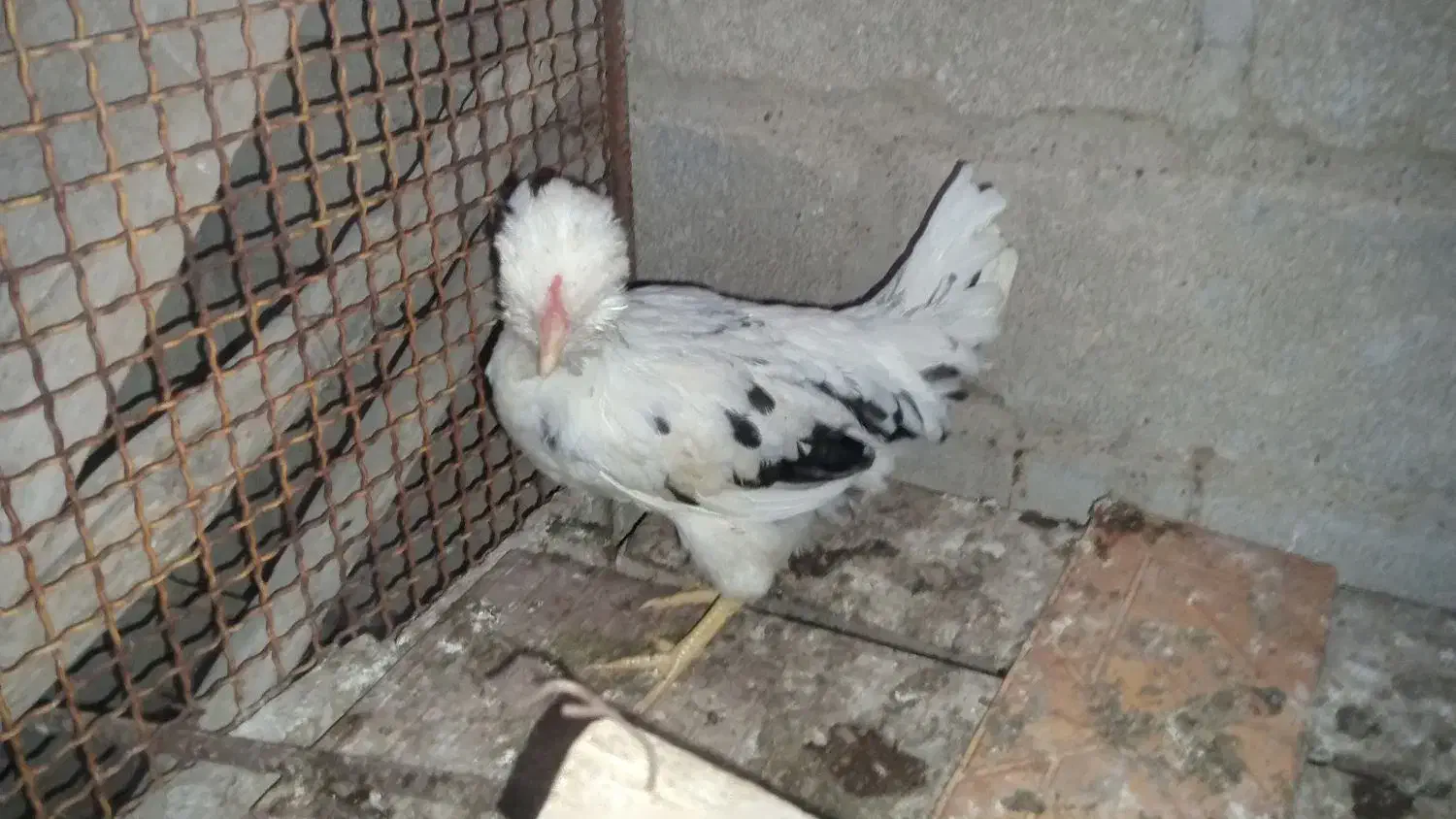 مرغ و خروس گلین چهل تاج|حیوانات مزرعه|کاکی, |دیوار