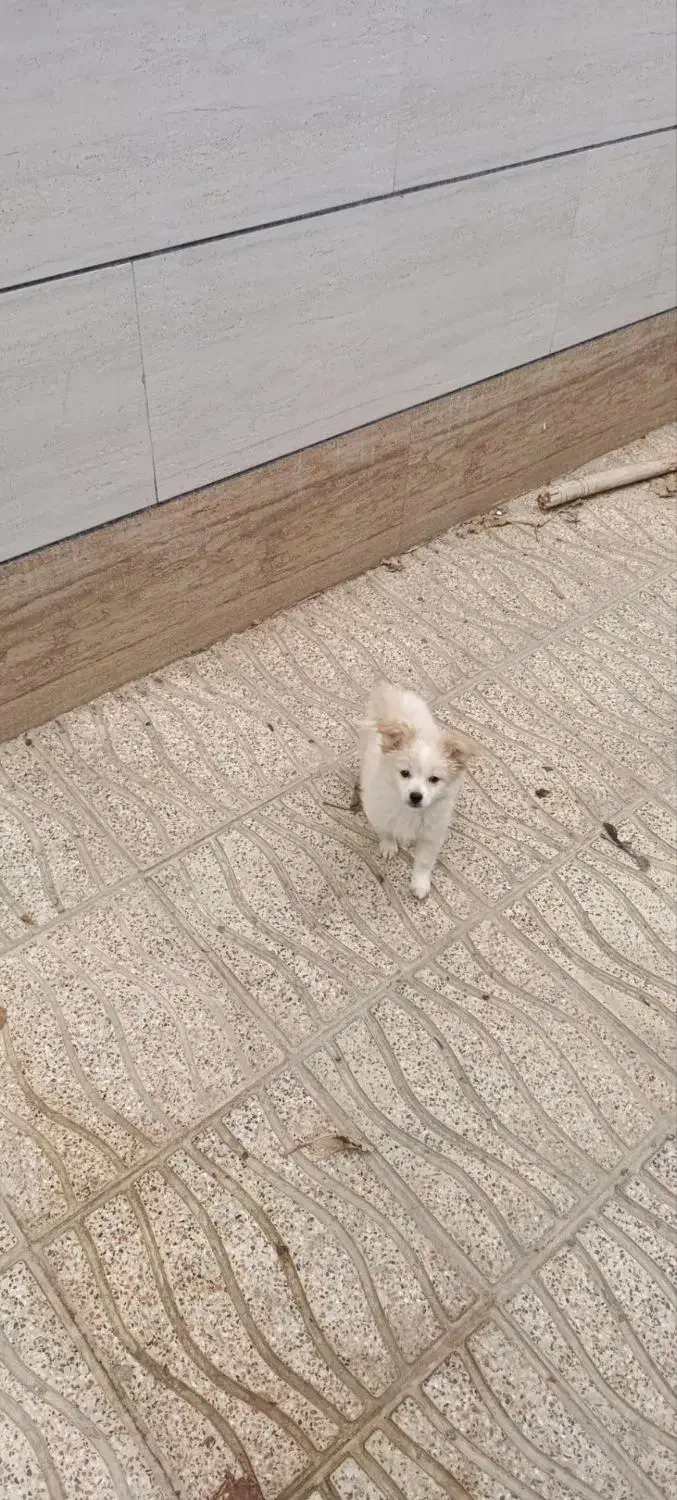 سگ پامرین|سگ|بروجرد, |دیوار