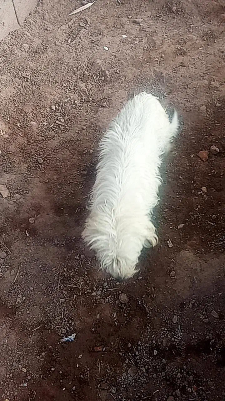 سگ پاکوتاه باهوش|سگ|بم, |دیوار