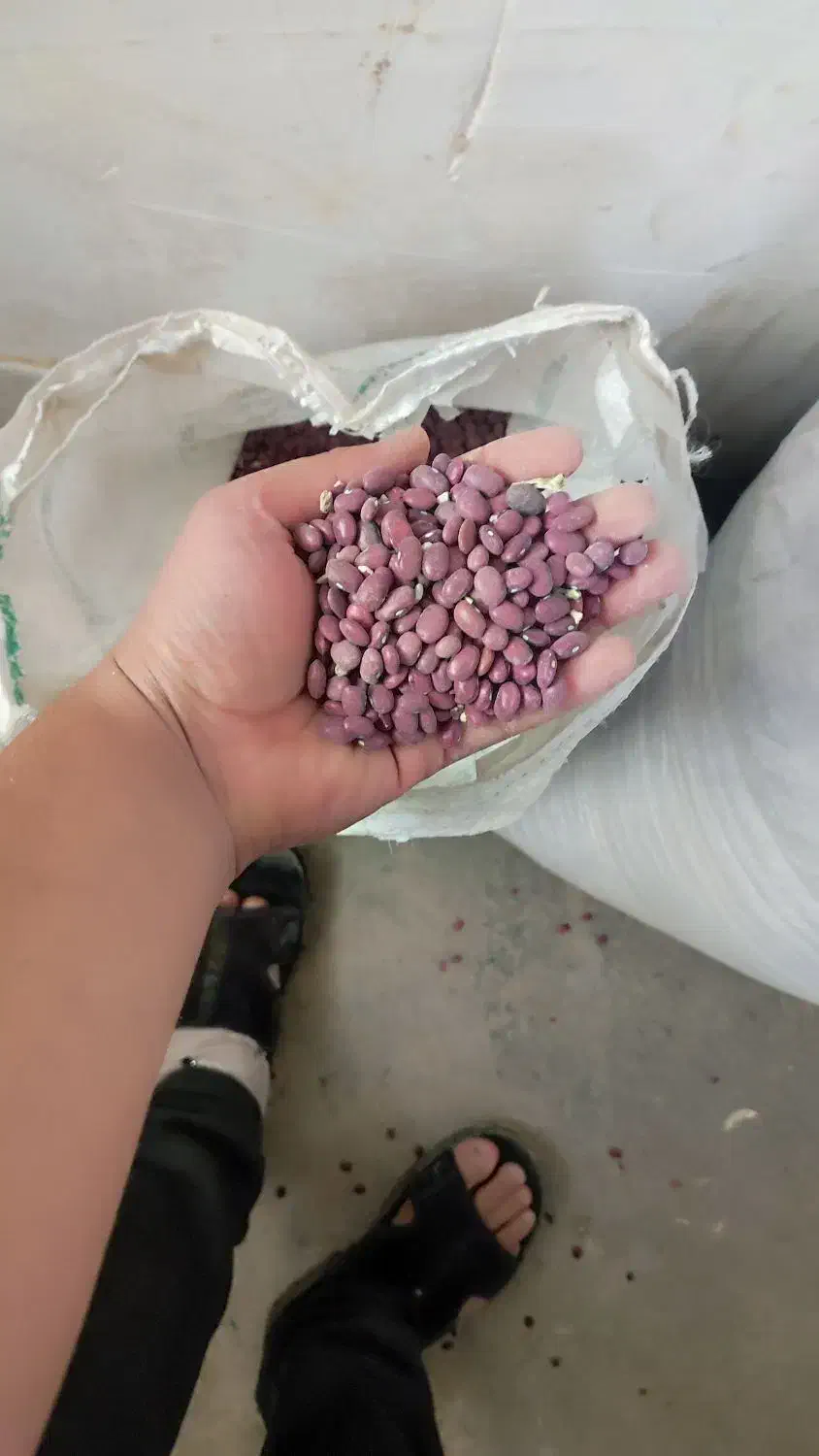 لوبیاقرمز|خوردنی و آشامیدنی|پاسارگاد, |دیوار