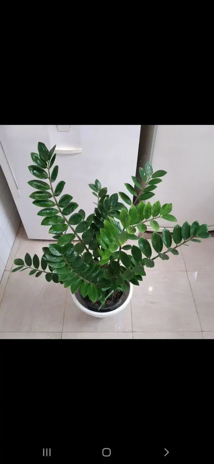 زاموفیلیا بسیار بزرگ و آگلونما زیبا هدیه روز مادر|گل و گیاه طبیعی|اصفهان, جوزدان الیادران|دیوار