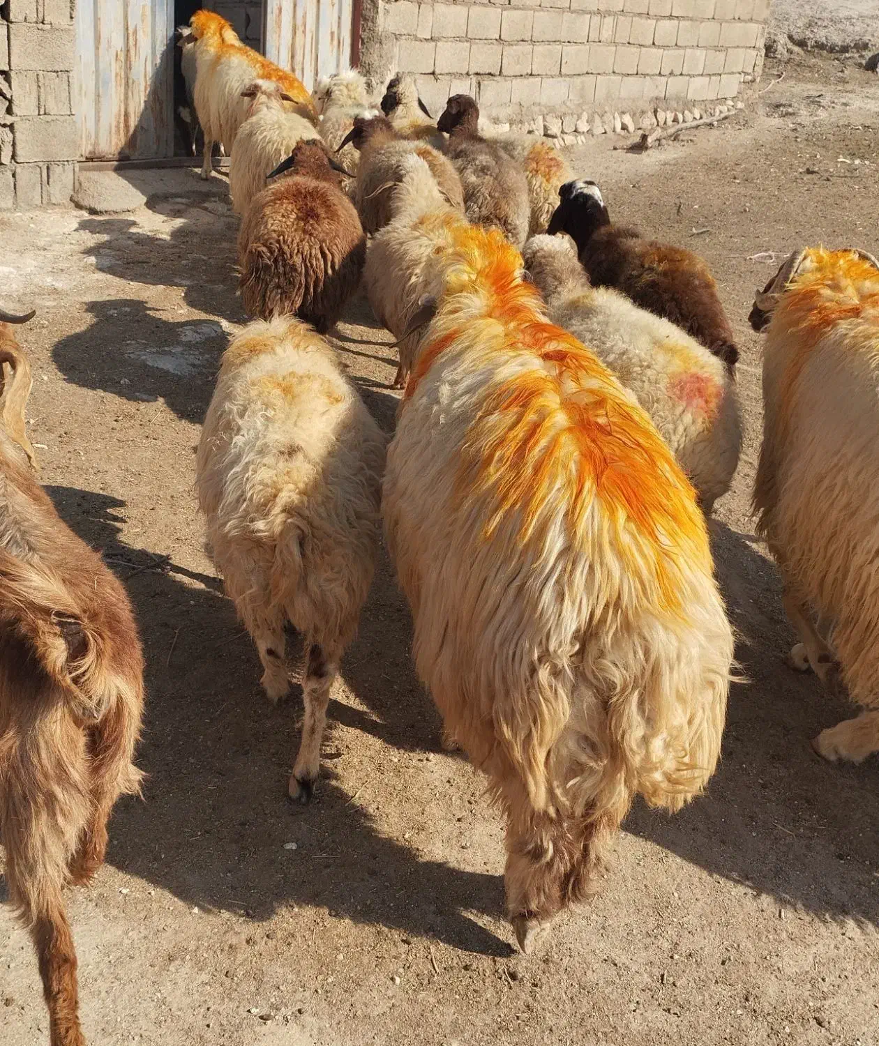 میش و قوچ  داشتی ( فروش به تعداد دلخواه مشتری)|حیوانات مزرعه|پلدختر, |دیوار