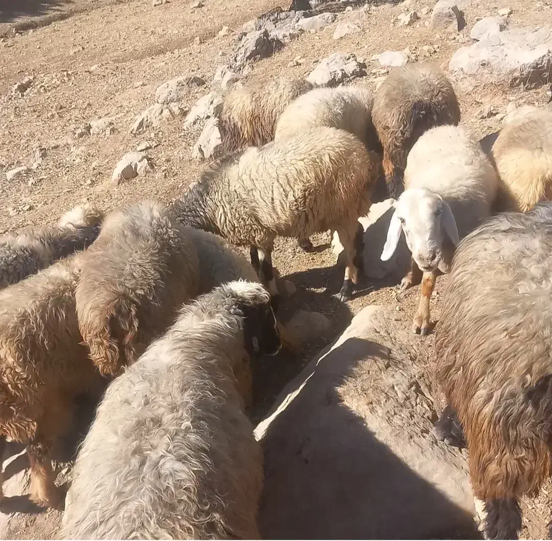 فروش‌میش|حیوانات مزرعه|پاتاوه, |دیوار