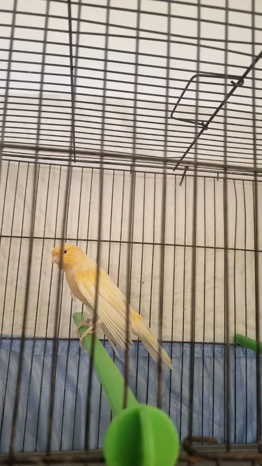 قناری رد فکتور درشت|پرنده|اسلامشهر, مظفریه|دیوار