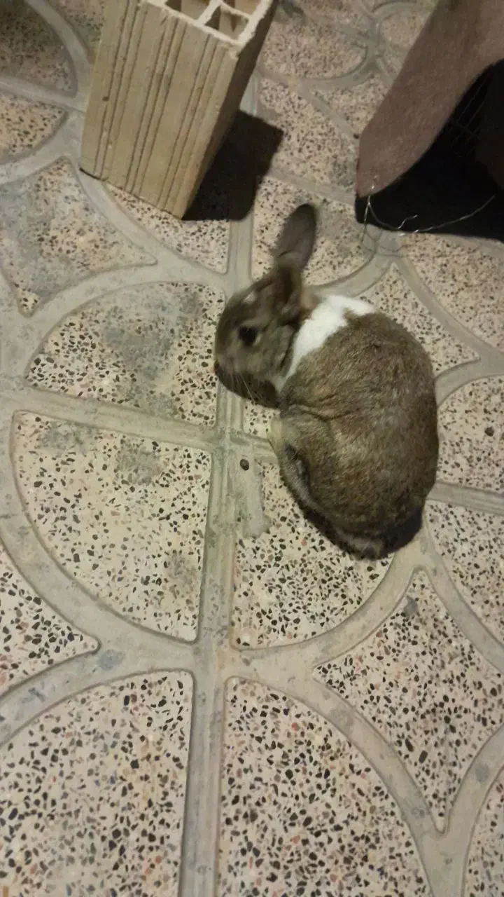 خرگوش|موش و خرگوش|کرمانشاه, |دیوار