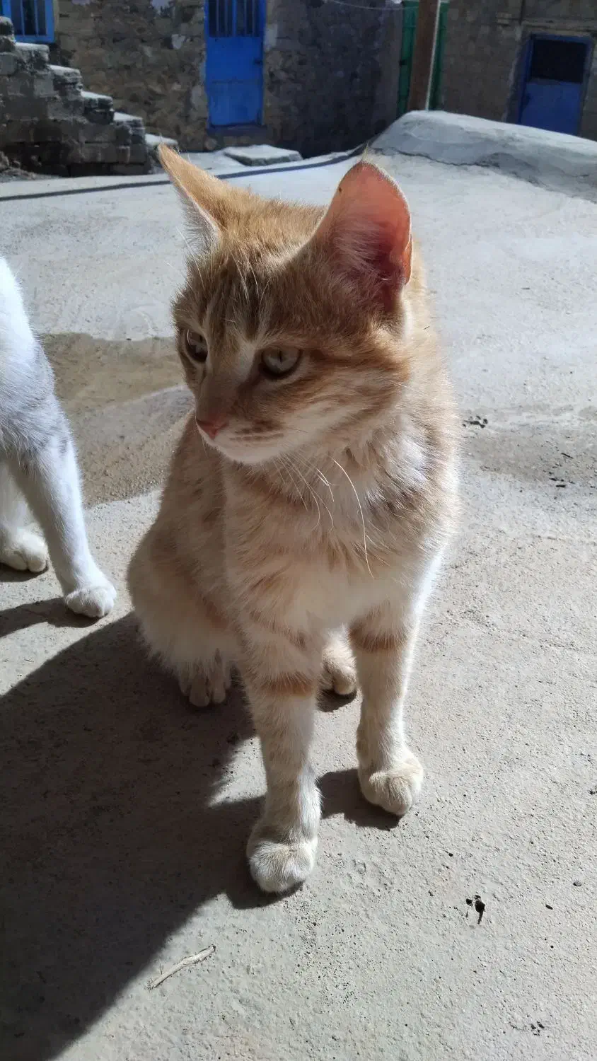 1234567890|گربه|بوکان, |دیوار