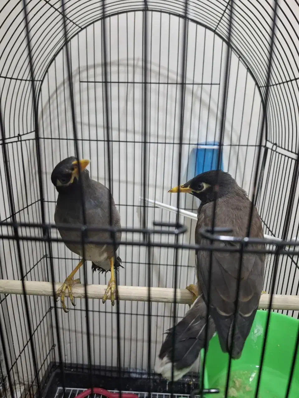 مینا|پرنده|مشهد, عبادی|دیوار