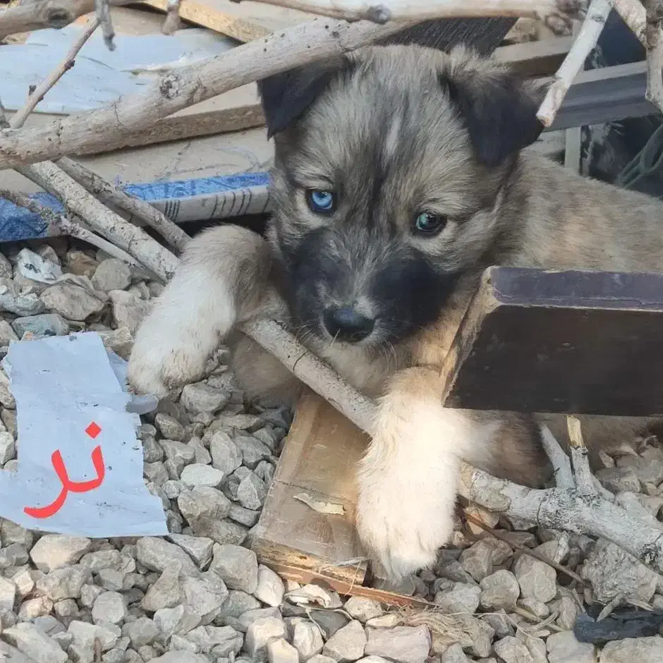 توله سگ نژاد ترکیبی سگ‌گرگی فقط 1تومان|سگ|شیراز, فرودگاه شهید دستغیب شیراز|دیوار