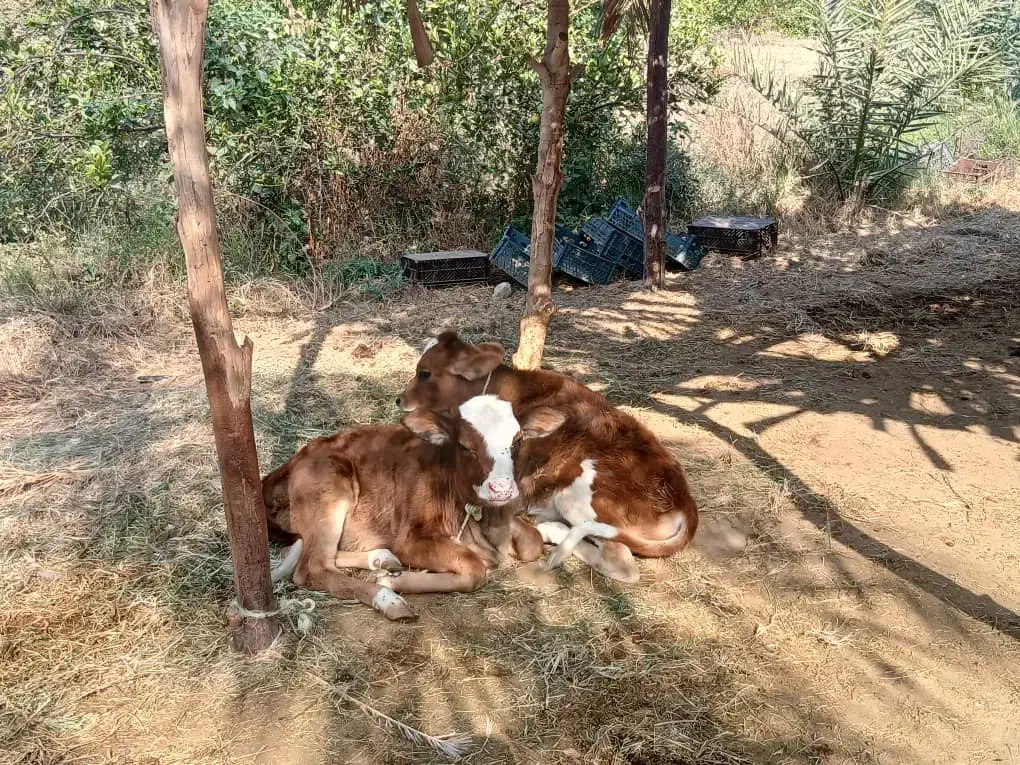 یک گوساله ماده ۲ ماهه در رودان|حیوانات مزرعه|بندرعباس, |دیوار